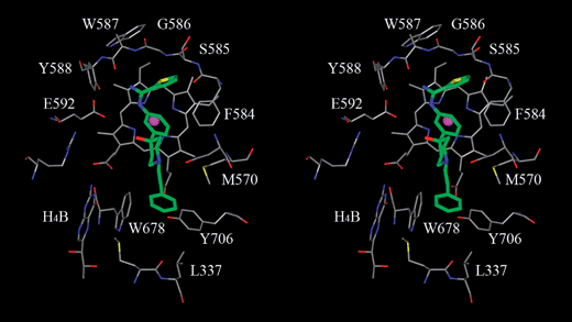 A stereo view of a modeled inhibitor with the amidinothiophene hydroxypiperidine scaffold (8a without the chloro substitution) in the rat nNOS substrate binding pocket. This modeled binding mode was refined with molecular modeling software InsightII®/Discover® from Accelrys® based on docking poses generated by Glide® from Schrodinger®. This binding mode was later confirmed by an in-house X-ray structure. Carbon atoms of nNOS are colored in gray and carbon atoms of the modeled inhibitor is colored in green.