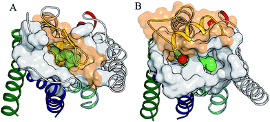 Comparison of solvent accessibilities to the binding site crevice in rhodopsin (A) and in the β2-based homology model of the 5-HT4R (B). 11-cis-retinal (A) and compound 3 (B) are shown in VDW spheres within TMs 3 (red), 5 (green), 6 (blue), and 7 (cyan). TMs 1, 2, 4 and solvent exclusion surface of the residues located at the extracellular region of the helical bundle are drawn in grey. Ecl2 is displayed in yellow with the transparent solvent exclusion surface in orange. The key carbonyl group (red VDW sphere) of compound 3 is accessible from the extracellular water environment through the channel located between TMs 3, 5–6.