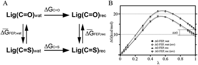 (A) Thermodynamic cycle to estimate the difference in binding free energy between compounds containing CO and CS groups. ΔGCO and ΔGCS are the binding free energies to the 5-HT4R of each ligand, whereas ΔḠFEP,wat and ΔḠFEP,rec are the free energy costs of transforming one ligand into another in the aqueous solution and the membrane-embedded 5-HT4R, respectively. ΔḠFEP,wat and ΔḠFEP,rec are average values calculated from forward and reverse simulations. (B) Free energy change as a function of λ in the forward (solid lines) and reverse (dashed lines) simulations for the transformation of compound 1 into 2, in water (circles) and in the membrane receptor (triangles). The curves in the reverse simulation (rev) were shifted to align the values at λ = 0. Notably, the forward and reverse simulations produce consistent results with relatively small hysteresis. A similar plot was created for the transformation of compound 3 into 4 (not shown) to estimate the standard errors presented in Table 1.