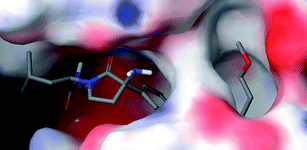 Compound 11p docked pose in the active site of TACE with the alkoxyalkyl group at the 2nd position of the quinoline protruding from the alkoxyalkyl pocket.