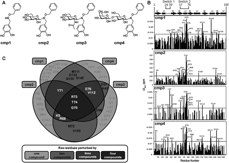 (A) Structure of compounds 1–4. (B) Normalized HN chemical shift perturbations resulting from NMR titration of H-Ras-GDP with compounds 1–4. The graphs are generated based on HSQC spectra of H-Ras-GDP at the protein:compound ratio of 1 : 2. The horizontal line marks the average value of chemical shift perturbations plus one standard deviation. The statistically significant chemical shift perturbations are marked on the graphs with residue type and number. (C) Venn chart for comparing the residues of Ras perturbed by the different compounds. Each circle contains the residues of Ras that undergo to chemical shift upon the addition with a specific compound in the NMR titration experiment. The intersections among circles contain residues perturbed by more than one compound.