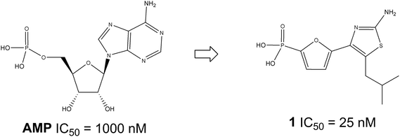 
          Thiazole
          1, an AMP mimic, is a potent FBPase inhibitor.