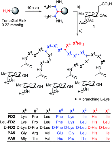 Synthesis and structure of glycopeptide dendrimer ligands of LecB. Conditions: a) FmocAAOH, PyBOP, DIEA, NMP,1–3 h (2x), then 20% piperidine in DMF, (2 × 10 min); b) 1, HCTU, DIEA, NMP, 12 h; c) MeOH, NH3, H2O, 24 h; d) CF3CO2H, TIS, H2O, 4 h, then precipitation from methyl tert-butyl ether and preparative RP-HPLC. The synthesis and characterization of PA5 and PA6 is described in ref. 16b.