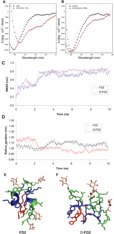 Conformations of FD2 and D-FD2. CD spectra of A: FD2 and B: D-FD2 in 10 mM phosphate pH 7.0 (■) and with 20% TFE as cosolvent () C: All-atom RMSD and D: radius of gyration (Rg) as function of time for FD2 and D-FD2 over 10 ns of MD. E: Snapshot of FD2 after 10 ns MD. F: Snapshot of D-FD2 after 10 ns MD. MD performed using the OPLS-AA (Optimized Potentials for Liquid Simulations-All Atom)21 force field in desmond molecular dynamics system and maestro-desmond interoperability tool, version 2.0.22