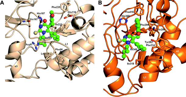 Models of cambinol analogue 3a bound to A) human SIRT2 and B) human SIRT1. Key residues involved in the binding of the ligand are shown in sticks. These snapshots were taken at the end of 10 ns of molecular dynamics simulation (carried out using the programme Amber9 as described in ESI page S2) and show that the loop region in SIRT2 is stable while the loop region in SIRT1 is helical leading to a more open binding pocket in SIRT1. Docking of cambinol analogues was carried out prior to simulations as described in ESI page S2.
