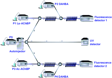 General schematic setup of the online bioaffinity analysis system. P1–P5 = HPLC pumps. Injection with split to the two online assays and the UV detector. Online addition of AChBP (P1 and P3) and the tracer ligand (P2 and P4), via reaction coils to fluorescence detectors.