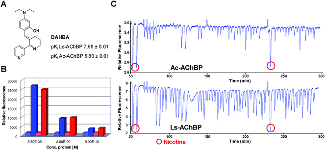 (A) Structure and affinities of DAHBA for Ls- and Ac-AChBP. (B) Assay window for Ls- and Ac-AChBP. Blue: Ls-AChBP and red: Ac-AChBP. Dotted bars: epibatidine displacement of DAHBA, filled bars: relative fluorescence of DAHBA in the active site. (C) Typical assay results (hit validation), showing fluorescence enhancement traces for Ls- and Ac-AChBP. Negative peaks indicate DAHBA displacement of an injected ligand thus representing affinity.