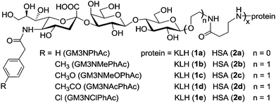 Structures of the GM3 derivatives investigated and their protein conjugates.