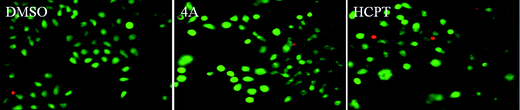 The AO/EB staining of compound 4A on PC3 cells for 72 h.