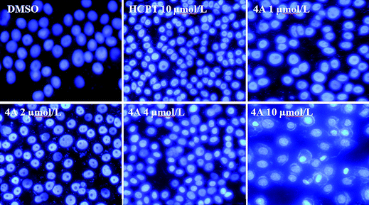 The Hoechst 33258 staining of compound 4A on PC3 cells for 72 h.