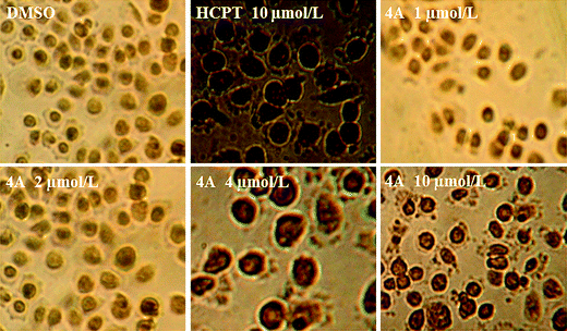 The TUNEL staining of compound 4A on PC3 cells for 48 h.