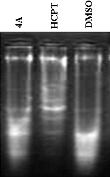 The DNA Ladder of compound 4A on PC3 cells for 72 h.