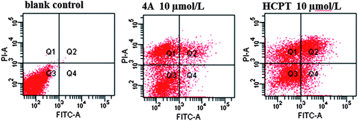 The scatter diagram of FCM tested apoptosis.