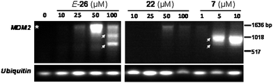 Modulation of MDM2 mRNA splicing. SK-MEL-2 melanoma cells were treated with vehicle (DMSO) or the designated concentrations of compounds E-26, 22, or 7 for 6 h. Following RNA extraction and reverse transcription, cDNA was amplified by PCR using primers for MDM2 and the intronless gene ubiquitin. Due to the presence of endogenous, transcriptionally inactive, mutant p53 in the SK-MEL-2 cell line, basal levels of MDM2 are low-to-undetectable in the untreated cells.35,36 The asterisk (*) denotes the size of properly spliced MDM2; arrows indicate splice variants of MDM2.