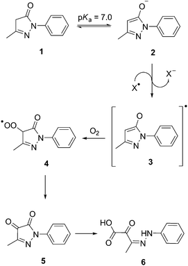 The proposed free radical scavenging mechanism of edaravone 1.17