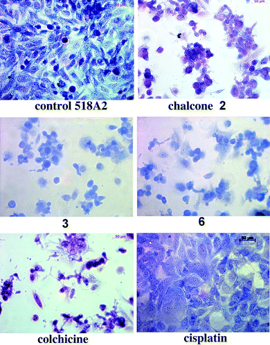 Light microscopic images of 518A2 cells treated with IC50 concentrations of test and reference compounds for 24 h, fixed and stained with Giemsa dye.