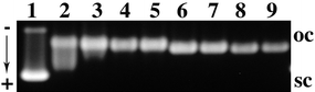 Unwinding of the supercoiled pUC19 plasmid DNA modified by 6: rb = 0.022, 0.032, 0.044, 0.048, 0.096, 0.108, 0.150, and 0.152 (lanes 2–9). Lane (1): untreated DNA; oc = nicked plasmid; sc = closed negatively supercoiled plasmid.