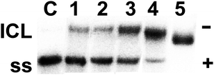 Electrophoretic autoradiograms of 3′-end 32P-labelled 213-bp fragments of linear pSP73KB plasmid DNA (2455 bp) on denaturing 1% agarose gel after incubation for 24 h with cisplatin (lane 1) at rb = 0.001, or with 6 (lanes 2–5) at rb = 0.00001, 0.00003, 0.0002, and 0.001. Lane C = control; ICL = interstrand cross-linked DNA; ss = single-strand DNA.