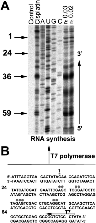 Inhibition of RNA synthesis by T7 RNA polymerase on the NdeI/HpaI fragment of pSP73KB plasmid DNA containing adducts of 6 or cisplatin. (A) The autoradiograph of 8% PAA/8 M urea sequencing gel; lanes: non-platinated control; cisplatin at rb 0.01; A, U, G, C, chain-terminated marker RNAs; 6 at rb 0.03 and 0.02 (as to AAS). Numbers correspond to the nucleotide sequence numbering of (B). (B) The sequence of the NdeI/HpaI fragment; the arrow indicates the promoter for T7 RNA polymerase, grey dots indicate sites of stop signals in (A), numbers correspond to the nucleotide numbering in the sequence map of the pSP73KB plasmid.