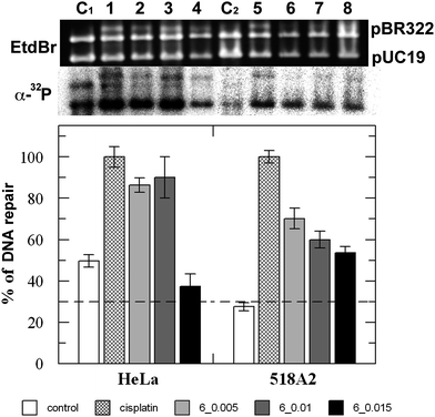 
            DNA repair of pUC19 pre-treated with cisplatin or 6. Top row: untreated pBR322 as internal control. Repair efficiency is given by the radioactivity of incorporated [α-32P]-dATP. Samples repaired by repair-proficient extracts of HeLa cells (lanes 1–4) and 518A2 cells (lanes 5–8). Cisplatin: rb ≈ 0.01; 6: rb ≈ 0.005, 0.01, and 0.015.