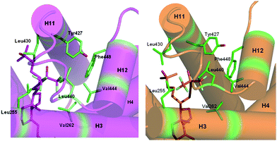 Additional contacts involving the fluorine side chain in zVDR LBD–Gemini-0072 and zVDR LBD–Gemini-0097 complexes. The zVDR LBD–Gemini-0072 and –Gemini-0097 complexes are shown in magenta and orange, respectively. The ligands are represented in stick with oxygen and fluorine atoms colored in red and light blue, respectively. Hydrophobic residues involved in additional contacts with the ligand are shown in green.