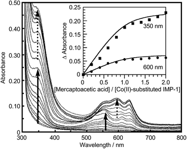 
            Spectrophotometric titration of Co(ii)-substituted IMP-1 with mercaptoacetic acid. Solid arrow: apo-IMP-1 (171 μM) in 50 mM Tris–HCl (pH 7.4), 1.0 M NaCl, and 25% glycerol was titrated by 0.2 equiv. of Co(ii) to a total of 2 equiv. Dashed arrow: 2 equiv. of mercaptoacetic acid in increments of 0.2 equiv. was added to Co(ii)-substituted IMP-1 [apo-IMP-1 containing 2 equiv. of Co(ii)]. Inset: plot of the absorbances at 350 nm (squares) and 600 nm (circles) as a function of the concentration of added mercaptoacetic acid. The absorbances of apo-IMP-1 and Co(ii)-substituted IMP-1 were subtracted from the absorbance of Co(ii)-substituted IMP-1 added mercaptoacetic acid. The solid lines represent fits obtained from numerical simulation of a one-step binding model to the data using the program Dynafit (BioKin, Ltd.).18 The apparent dissociation constant obtained was 14 μM.