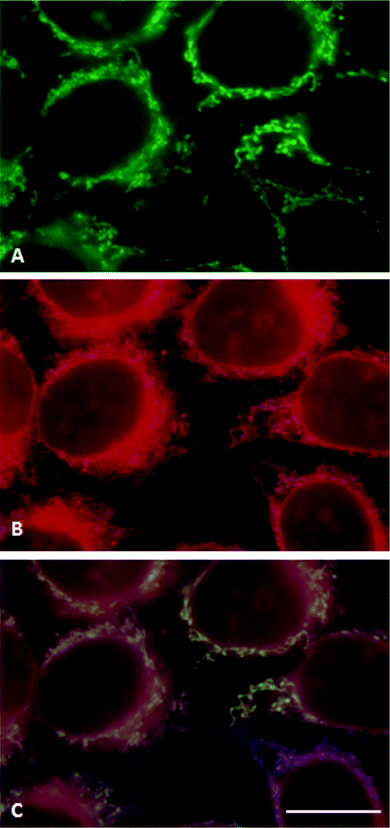 
          Fluorescence microscopy images of living HeLa cells incubated with MitoTracker®Green for 30 min, followed by 18 h 10 μM DMSO-loaded m-THPPo. (A) Cells observed under blue excitation. (B) Cells observed under UV excitation. (C) Merged image. Scale bar: 20 μm.