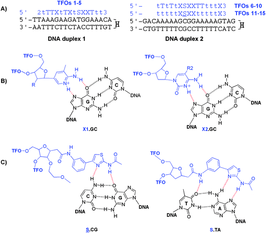 Triplexes investigated in this study and triplets formed by modified bases. (A) The sequence of duplexes 1 and 2 (in black) with their TFOs (in blue). H = hexaethylene glycol linker, 2 = dabcyl, 3 = propanol, T = thymidine, t = 2′ aminoethoxy T.33 (B) Proposed structures of triplets. X1.GC triplexes where X1 = MAP analogues: MAP, R = H; Me-MAP, R = OMe; MOE-MAP, R = OEtOMe (left) and X2.GC triplexes where X2 = cytosine bases: 5-MedC, R2 = Me; dC, R2 = H (right). (C) S̲.CG and S.TA triplexes.