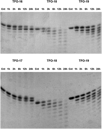 20% PAGE denaturing gels showing the time course of degradation following incubation of TFOs 16–19 in serum at pH 7.0, 37 °C. Samples were incubated for 1 h, 3 h, 6 h, 12 h and 24 h. The negative control (Cnt) was incubated at 37 °C for 24 h in the absence of serum. With TFO 18 and TFO 19 as controls, the experiments were performed for TFO 16 and TFO 17 respectively.