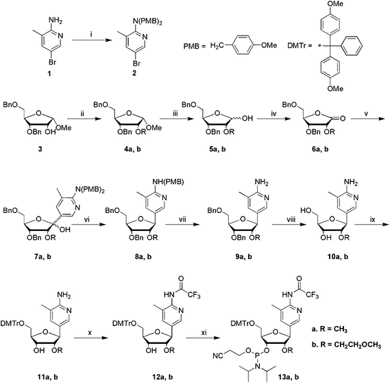 
            Reagents and conditions: (i) 4-methoxybenzyl chloride, NaH, DMF, rt, 8 h, 61%; (ii) CH3I or BrCH2CH2OCH3, NaH, DMF, 0 °C, 8 h, 4a 73%, 4b 94%; (iii) 80% AcOH, 1% conc. H2SO4, 80 °C, 1 h, 5a 77%, 5b 94%; (iv) 4-methylmorpholine-N-oxide, tetrapropylammonium perruthenate, DCM, rt, 8 h, 6a 87%, 6b 87%; (v) 2, n-BuLi, THF, −78 °C, 4 h, 7a 69%, 7b 65%; (vi) triethylsilane, boron trifluoride diethyletherate, DCM, −78 °C, 4 h, rt, 16 h, 8a 91%, 8b n.a.; (vii) CF3COOH, rt, 5 h, 9a 89%, 9b 98% for two steps; (viii) 10aPd(OH)2 (20% on carbon), H2, anhydrous EtOH, 65 °C, 12 h, 75%; 10bPd(OH)2 (20% on carbon), HCOOH/MeOH (1 : 1), 50 °C, overnight, 56%; (ix) DMTrCl, pyridine, rt, 3 h, 11a 98%, 11b 60%; (x) (CF3CO)2O, DIPEA, DCM, 0 °C, >2 h, 12a 90%, 12b 74%; (xi) 2-cyanoethyl-N,N-diisopropylchlorophosphoramidite, DIPEA, DCM, rt, 3 h, 13a 70%, 13b 92%.
