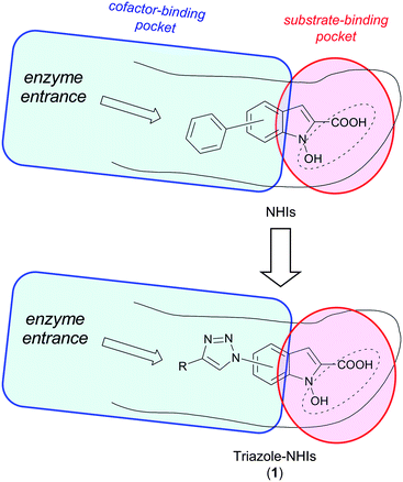 Simplified models of occupancy of NHIs within LDH-A active site and structural derivation of new triazole–NHIs (1).