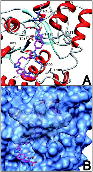 Putative binding pose of 2 into LDH-A subunit (A) and its disposition relative to the outer protein surface (B).