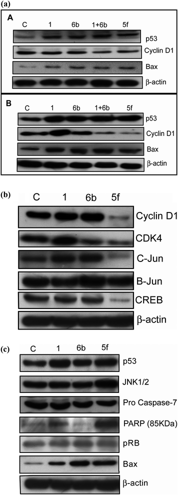 (a) The effect of compounds on the expression of key proteins involved in cell cycle arrest and apoptosis. Treatments were conducted at 2 and 4 μM concentrations for 24 h time period in MCF-7 breast cancer cell line conjugates 1, 6b, 1 + 6b, and 5f. Here 1 and 6b are the starting materials used. 1 + 6b is the treatment wherein we have used both starting materials. Panel (A) shows the protein expression pattern of Cyclin D1, p53 and Bax proteins at 2 μM concentration. Panel (B) represents the protein expression pattern of Cyclin D1, p53 and Bax proteins at 4 μM concentration. (b) Effect of the compounds on the expression of Cyclin D1 and associated proteins (CDK-4, C-Jun, Jun B and CREB (c AMP response element binding protein)). MCF-7 cells were treated with 4 μM concentration of conjugates (1, 6b, and 5f) for 24 h. The cell lysates were collected and observed for expression of Cyclin D1, CDK-4, C-Jun, JunB and CREB protein levels using specific antibodies. β-Actin was used as a loading control. C: control (untreated). (c) Effect of compounds on the expression level of tumor suppressor and apoptotic specific proteins. MCF-7 cells were treated with 4 μM concentration of conjugates (1, 6b, and 5f) for 24 h. The cell lysates have been collected and observed for the levels of proteins (p53, JNK1/2, procaspase-7, cleaved PARP, pRb and BAX) using specific antibodies. β-Actin was used as the loading control. C: control (untreated).