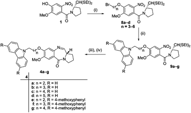Synthetic route of carbazole–PBD conjugates (4a–g). Reagents and conditions: (i) dibromoalkanes, K2CO3, acetone, reflux, 12 h (70–78%); (ii) compounds 6a–b, K2CO3, MeCN, reflux, 12 h (70–78%); (iii) SnCl2·2H2O, MeOH, reflux, 6 h (85–90%); (iv) HgCl2, CaCO3, MeCN : MeOH (4 : 1), 12 h (50–60%).