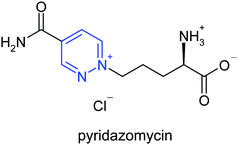 The structure of pyridazomycin10.