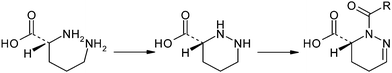 The pyridazine ring system of pyridazomycin results from a succession of cyclization and several dehydrogenation steps.