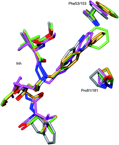 Analysis of the effect of the extended core structure of the positioning of P1′ side chain. Compound 9a and its interacting residues are in green, 9d in gold, 14 in gray and Atz in magenta. The distances between the P1′ side chain and Phe53/153 in 9a and 9d are 3.3 Å and 3.5 Å respectively. For Atz and 14 the corresponding distances are 4.0 Å and 4.4 Å respectively. In order to accommodate for the contact with the P1′ side chains of 9a and 9d the residue Phe53/153 side chain was moved approximately 1–1.5 Å in these complexes. The mobility of the flap structure is further demonstrated in that also the main chain atoms at Phe53/153 have moved approximately 0.5 Å in the 9a and 9d complexes compared to the Atz complex. Also Pro81/181 has moved (0.7–1.2 Å) due to the interaction with 9a and 9d compounds.