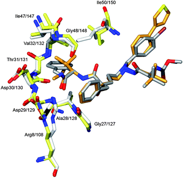 Flexible accommodation of the protein side- and main-chain atoms to the size variations of the inhibitor structures. This property of the protease molecule is exemplified here by the structures of the 9d and 14 complexes. In gold and yellow is shown 9d and the corresponding protein residues; likewise in grey and white 14. The bulky tert-leucine moiety in 9d forces the flap residues Ile147/147 and Gly48/148 to move 0.6 Å compared to their position when co-crystallised with 14. Even larger shift is observed at Arg8/108 which shifts its position with about 2.0 Å between the two complexes. In the complex with 14 the Arg8/108 Cζ and NH atoms close-packs at 3.6 Å distance with an edge-on cation–π interaction52 to the P1 of the phenyl group, whereas in the complex with 9d the Arg8/108 is pushed away by the P3 methyl amide group.
