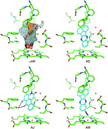 The active site of CYP1A2 with α-naphthoflavone (αNF) in the active site as observed in the X-ray structure, characterized with molecular interaction fields. Shown are isosurfaces of the DRY probe (brown surface at −1 kcal mol−1), C3 probe (grey mesh at −2 kcal mol−1), and oxygen acceptor probe (red surface energy level at −5 kcal mol−1). Docking poses of compounds AD, AJ, and AM are also shown. Ligands are shown with cyan C atoms. The water molecule was not included in the dockings.