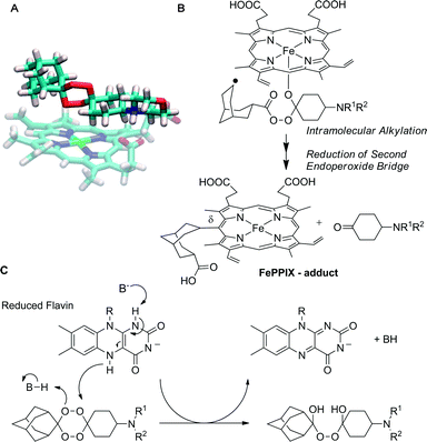 Potential mechanisms of bioactivation of adamantylidene fused tetraoxanes relevant to antimalarial mechanism of action: (A) snapshot of molecular dynamics simulation of heme (Fe(ii)-PPIX) complexed with tetraoxane 8 and (B) structure of C-radical derived from homolytic cleavage and subsequent C–C β scission. The observed adducts produced are a mixture of three porphyrin regioisomers and in contrast to artemisinin and 1,2,4-trioxolanes an additional reduction step must occur to explain the formation of the isolated adduct. (C) Co-factor model (R = cofactor residue).25,26 Here, tetraoxanes operate through a non-iron activation pathway and function as co-factor oxidants; two equivalents of reduced flavin are required per tetraoxane molecule to produce carbonyl derived end-products (only a single reduction step is depicted).