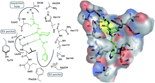 Left: Schematic representation of the active site of falcipain-2 and the positioning of 1a. Right: Proposed binding mode of 1a in falcipain-2 (PDB code: 2GHU)13 as generated with MOLOC showing the occupation of the different pockets. Color code: Cenzyme gray, Cligand green, O red, N blue and S yellow. Hydrogen bond distances between heavy atoms are shown as dotted lines and given in Å.