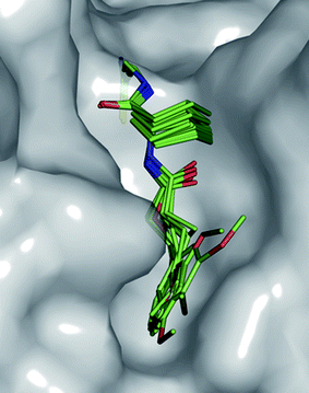 Superimposition of compounds 1a–i and 6 docked into the active site of falcipain-2 (PDB code: 2GHU)13 showing their similar occupancy of the S2 pocket.