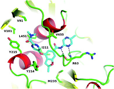 Co-crystal structure of 28 bound to the allosteric site of human glucokinase.