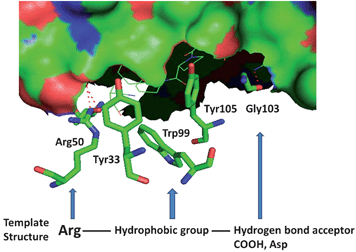 Structure of domain IV of HER2 with antibody herceptin. HER2 is shown in surface. Amino acid residues from herceptin that interact with domain IV of HER2 are shown. The template structure for the peptidomimetic design is also shown at the bottom of the figure.