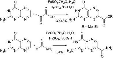 Minisci esterification and amidation applied to pteridine analogues83a,92