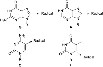 Site of radical reactions for bases found in DNA143,149