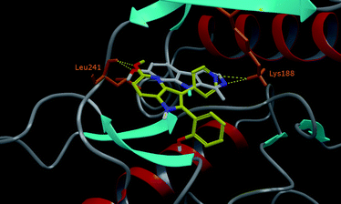 Crystallographic binding mode of HRM and docking pose of 19 (C atoms in yellow) are superimposed in the active site of DYRK1A. Only polar hydrogen atoms are represented for clarity. H bonds are represented by dashed yellow lines.