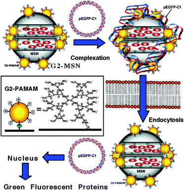 Schematic representation of controlled delivery of DNA plasmid pEGP-C1 in cellsvia a G2-PAMAM dendrimer-capped MSN based gene transfection system. PAMAM-grafted MSNs, loaded with Texas Red, were complexed with an enhanced GFP (Aequorea Victoria) plasmid DNA (pEGFP-C1). Once the MSNs were endocytosed into the cells, the pEGFP-C1 was delivered into the nucleus and GFPs produced. Reprinted with permission from ref. 124. Copyright 2004 American Chemical Society.