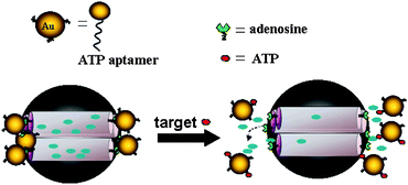 Schematic representation of a controlled-release system that responds to aptamer–target interaction. MSN was gated with AuNPs–aptamervia the binding of ATP aptamer to adenosine. Release of the trapped fluorescein was triggered by a displacement reaction in the presence of the target molecules (ATP). Reprinted with permission from ref. 136. Copyright 2011 American Chemical Society.