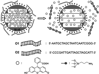 Schematic representation of a valve system based on MSNs functionalized with amino groups and capped with a single-stranded oligonucleotide (O1). Release of the trapped dye molecules is accomplished upon the addition of the complementary oligonucleotide (O2). The sequence of the oligonucleotides O1 and O2 is shown. Copyright 2010 Wiley. Used with permission from ref. 137.